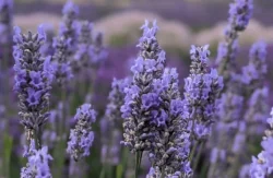 1Kg Lavender Maillette Oil, 100% Pure