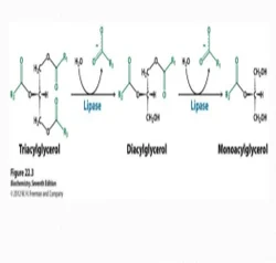 Lipase Enzyme, Packaging Type: Box