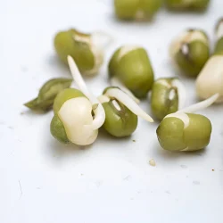 Vitamin B1 4Percent Extract Powder