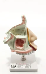 PVC Model of The Anatomical Nasal Cavity