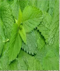 KS Essentials Liquid Melissa Essential Oil, For Skin Care, Packaging Size: 1 Litre To 180 Litre