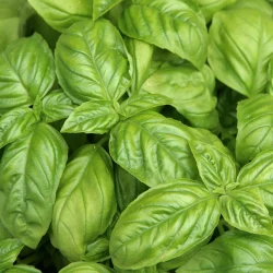 Methyl Chavicol 98%, Liquid