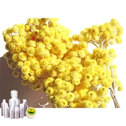 Helichrysum Oil