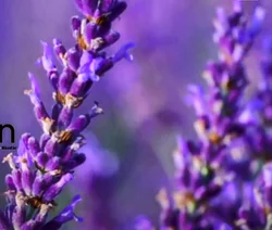 Citronella Oil, 25kg, 100% Pure