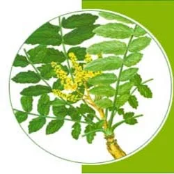 Boswellin Extract Boswellic Acid