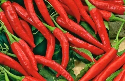 1Kg Capsicum Oleoresin Oil