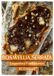 Boswellia Essential Oil