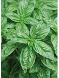 Natural Linalool (Ex Basil)