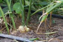 A Grade Zingiber Officinale Rhizome Extract (Ginger), HDPE Drums, Packaging Size: 25 Kgs