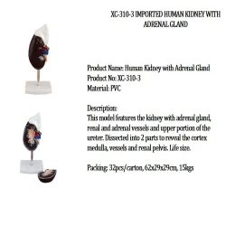 PVC XC-310-3 IMPORTED HUMAN KIDNEY WITH ADRENAL GLAND
