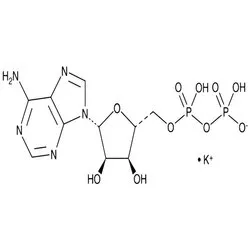Adenosine-5-Diphosphate, Potassium Salt (ADP-K) (CAS Number: 72696-48-1)