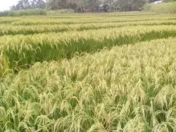 Natural Brown Paddy Seeds BR -21 Bio Seeds, 9%, Packaging Size: 3 kg