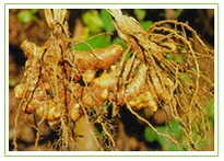 Curcumin 95% Turmeric Extract