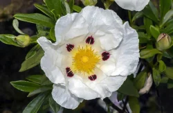 Labdanum Absolute Oil