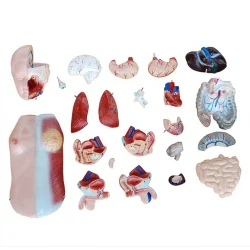 PVC XC-205 IMPORTED UNISEX TORSO 23 PARTS (45CM)