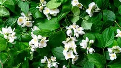 Cinnamic Aldehyde Liquid, C9H8O, 104-55-2