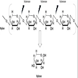 Xylanase Food Enzyme