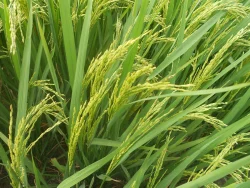 Pusa Basmati Pusa- 1 Paddy Seeds