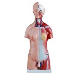 PVC XC-204 IMPORTED UNISEX TORSO 23 PARTS (85CM)