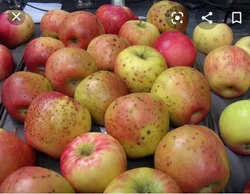 Calcium Chloride For Apples