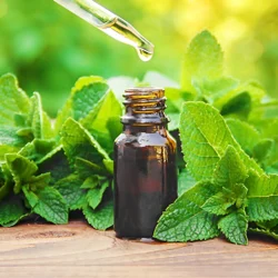 Steam Distillation Peppermint Essential Oil, Purity: 100%
