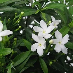 Sunsoil 100% Natural Tagar (Valeriana Wallichii Root) Extract . Valeric Acid 0.8%