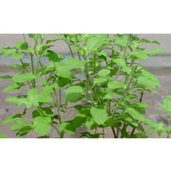 Green Ocimum Sanctum Tulsi, Packaging Size: 30 Gram