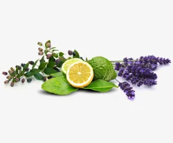 92% Alpha Terpinyl Acetate Oil