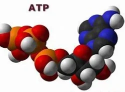 Adenosine Triphosphate (ATP)