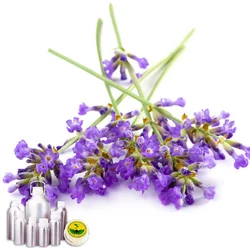 Lavender High Altitude Essential Oil