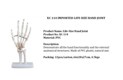 PVC XC 114 IMPORTED LIFE SIZE HAND JOINT