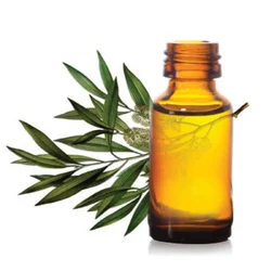 1Kg Cajuput Essential Oil