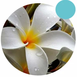 Inter Aldehyde C11 ISO