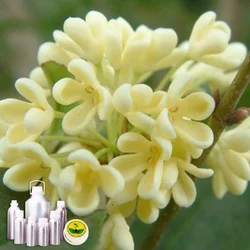 Osmanthus Attar