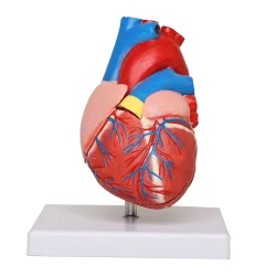 PVC Human Heart 3d Model