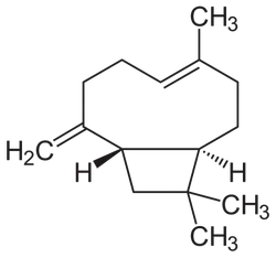Beta Caryophylline Phytochemicals