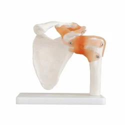 PVC XC-109 IMPORTED LIFE SIZE SHOULDER JOINT, For Laboratory