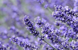 1Kg Lavandin Abrialis Oil, 100% Pure